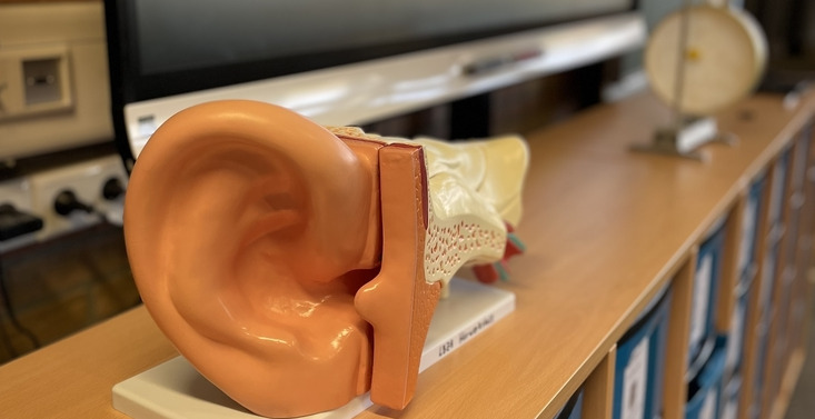 Foto eines Ohrmodells